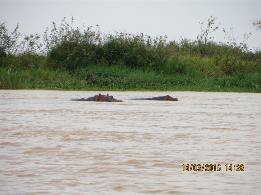 Hippopotamuses in the River Niger